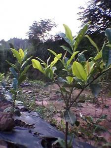 黄金茶